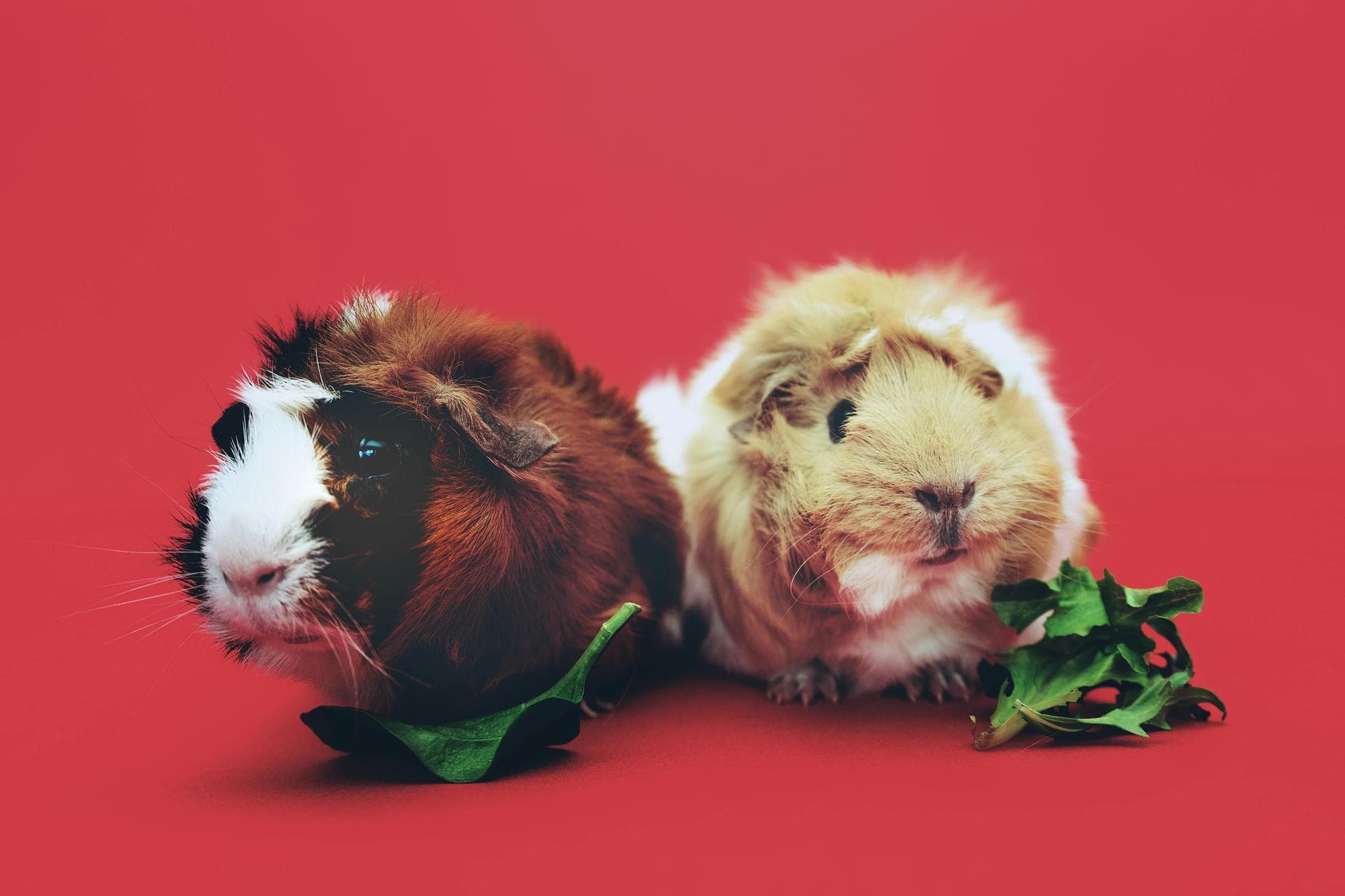 Dog & Cat Vets in East Yorkshire