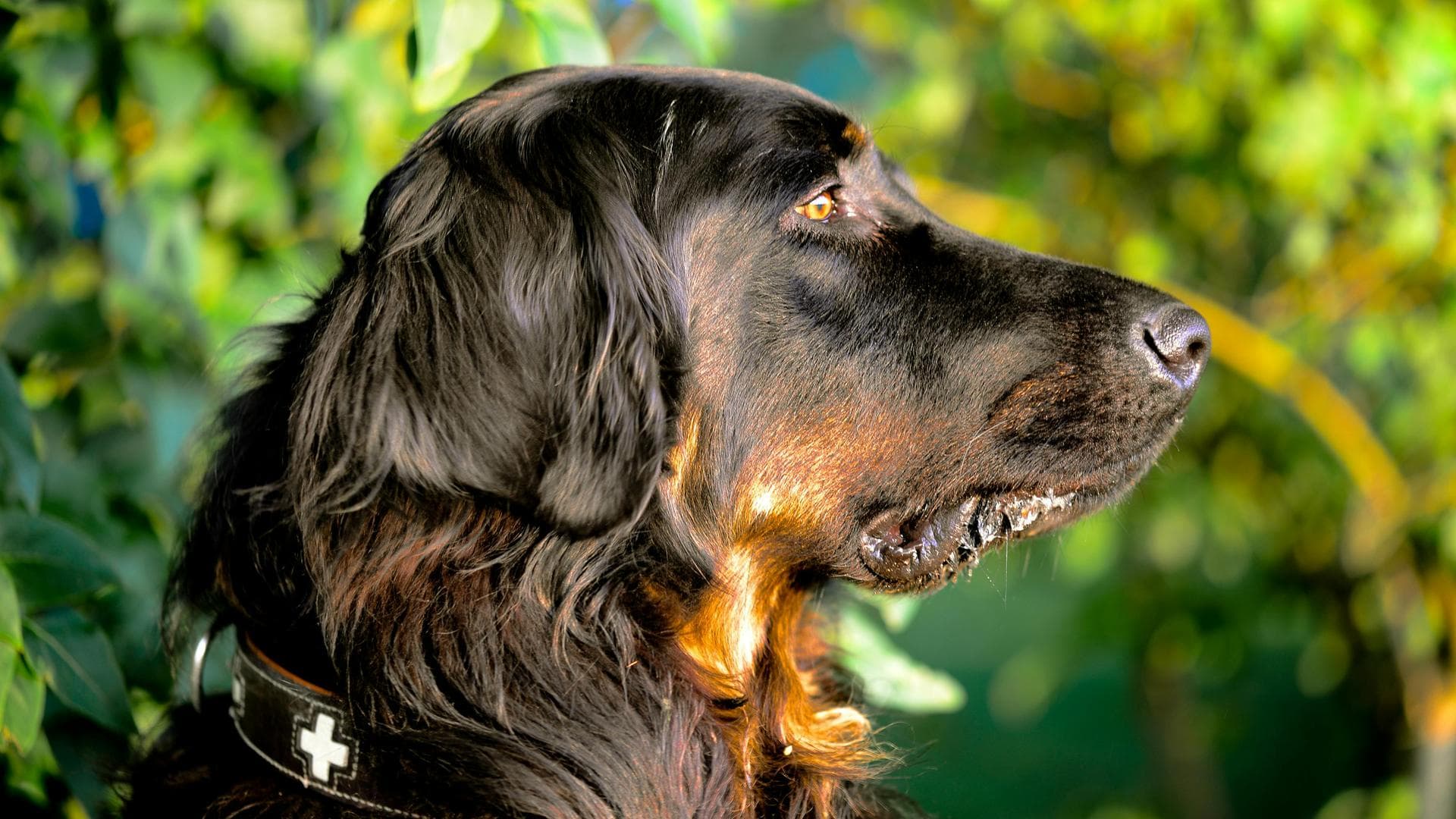 Dog & Cat Vets in East Yorkshire
