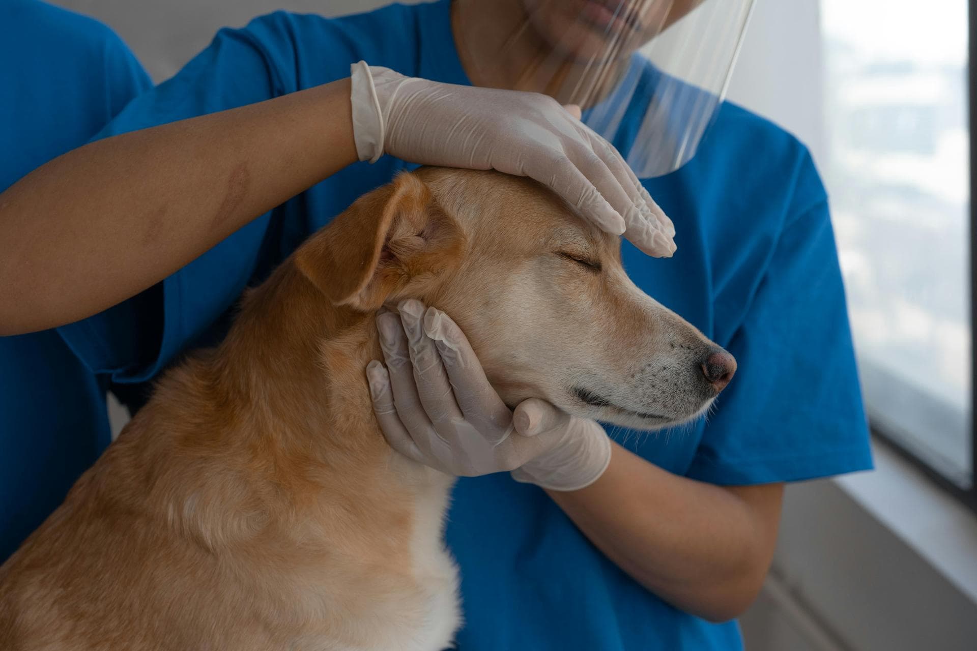 Keyhole Spay Prices in East Yorkshire