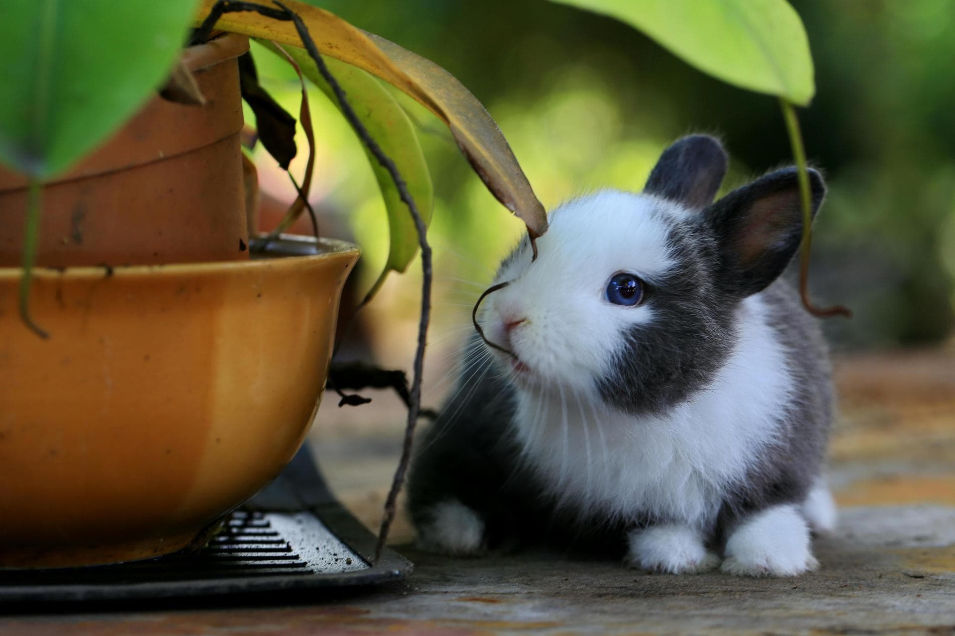 Rabbit Vaccinations Vhd Myxo Prices in East Yorkshire