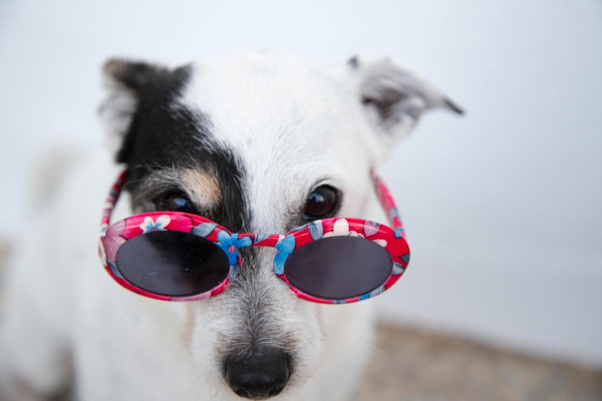 Cat Animal Health Certificate Pet Passport Prices in East Yorkshire