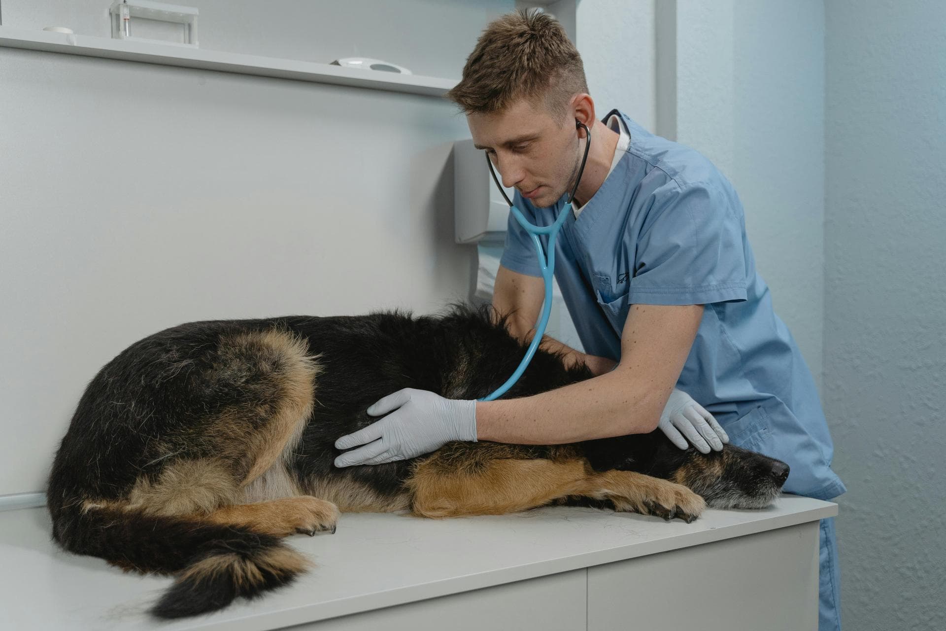 Dog Cremation Prices in East Yorkshire